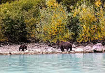 Soar Over Spectacular Landscapes: Your Guide to Bear Viewing in Alaska Bear with cubs at the Redoubt Bay Lodge in the Lake Clark National Park and Preserve in Alaska.
