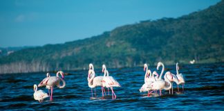 A Guide to Visiting Lake Nakuru National Park in Kenya Lake Nakuru National Park, Nakuru, Kenya