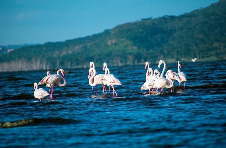 A Guide to Visiting Lake Nakuru National Park in Kenya Lake Nakuru National Park, Nakuru, Kenya