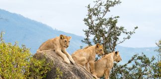 A Guide to Visiting Tsavo National Park in Kenya Lions at Tsavo East National Park, Tsavo, Kenya