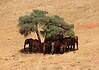 The Best Times of the Year to Go on Safari in Kenya Elephants under a tree in Kenya, Africa.