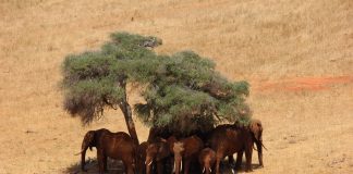 The Best Times of the Year to Go on Safari in Kenya Elephants under a tree in Kenya, Africa.