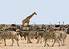 The Great Migration in Africa: Everything You Need to Know Zebra, wildebeest and giraffe