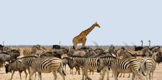 The Great Migration in Africa: Everything You Need to Know Zebra, wildebeest and giraffe
