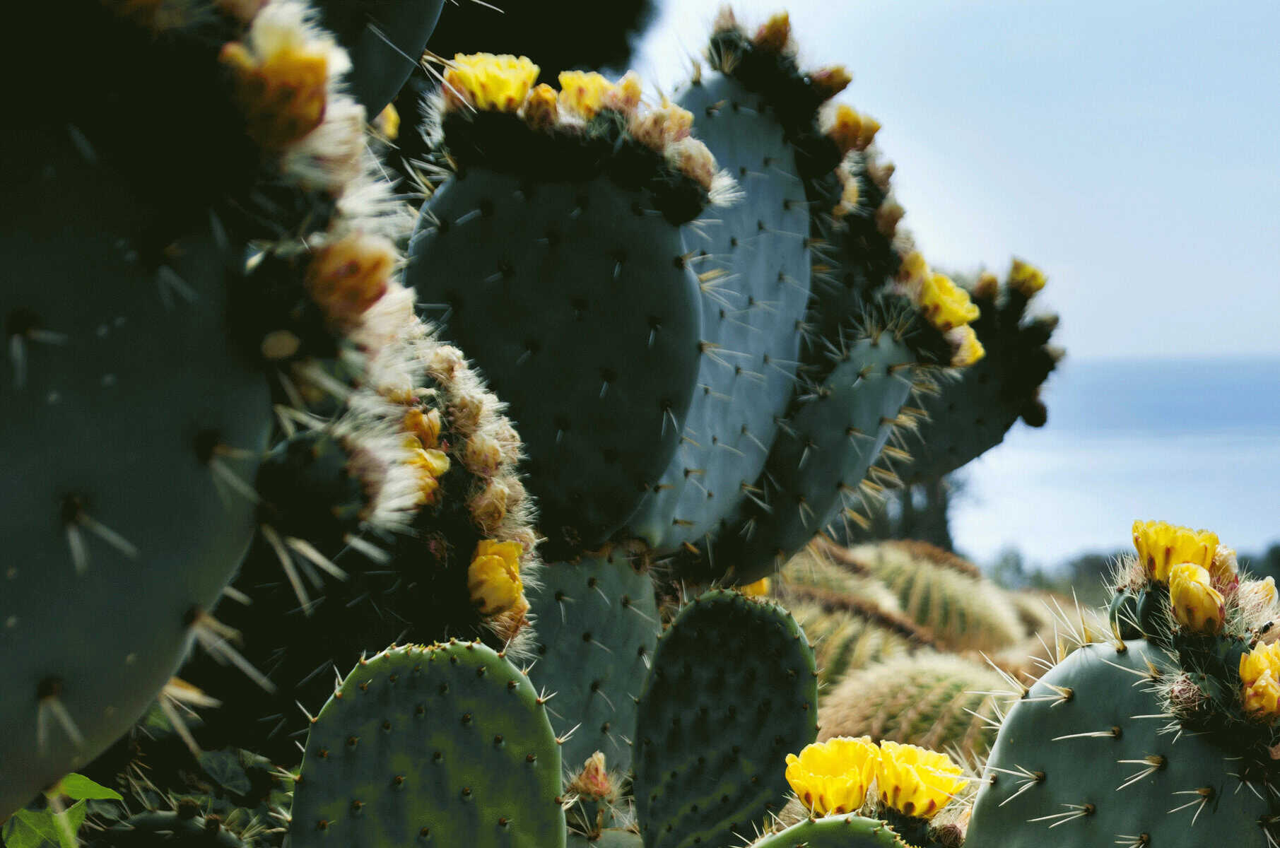 Botanical Gardens in Barcelona - Best Botanical Gardens in Barcelona to Explore with the Kids Cacti in one of Barcelona's Botanical Gardens