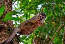 Ecuadorian Amazon Rainforest: Hidden Gems, Eco-Lodges and Indigenous Cultures Coca, Ecuador Amazon Rainforest