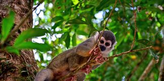 Ecuadorian Amazon Rainforest: Hidden Gems, Eco-Lodges and Indigenous Cultures Coca, Ecuador Amazon Rainforest