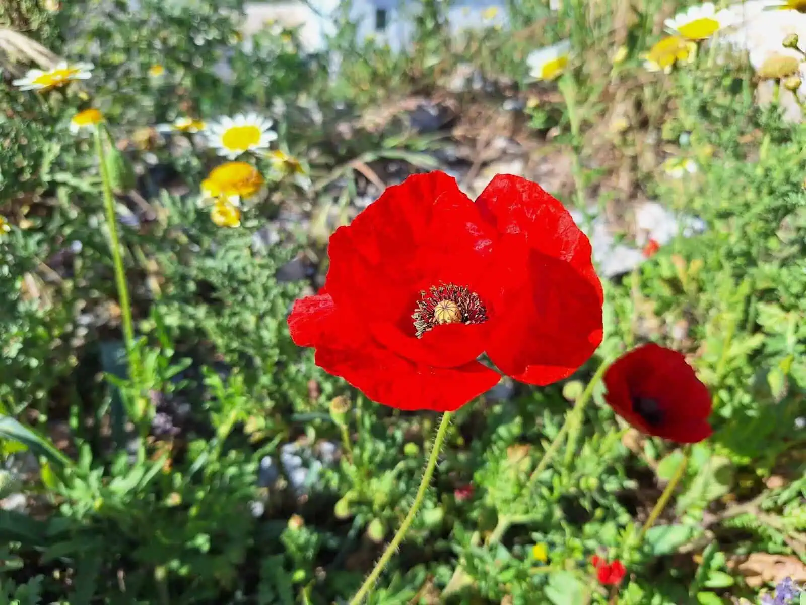 Santorini in the Shoulder Season - Reasons to Visit Santorini in the Shoulder Season Flowers in Santorini, Greece