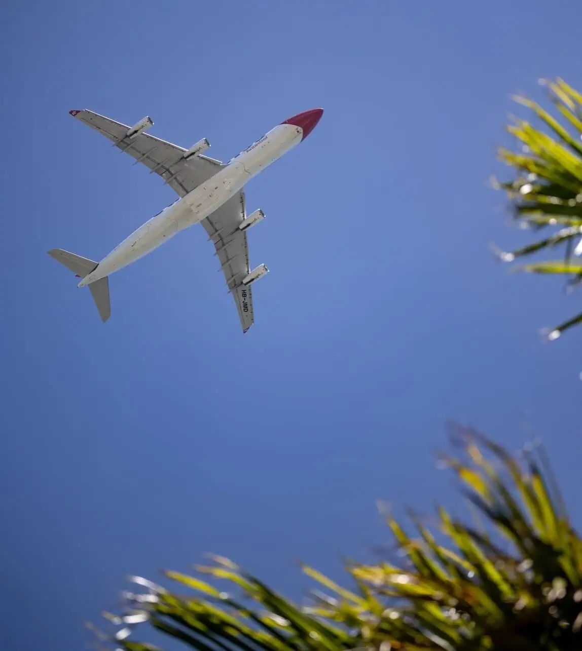 Aircraft lifting off with palms.