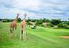 Kenya Golf Holidays: Where Championship Greens Meet Safari Adventures Golf in Kenya