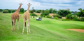 Kenya Golf Holidays: Where Championship Greens Meet Safari Adventures Golf in Kenya