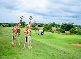 Kenya Golf Holidays: Where Championship Greens Meet Safari Adventures Golf in Kenya