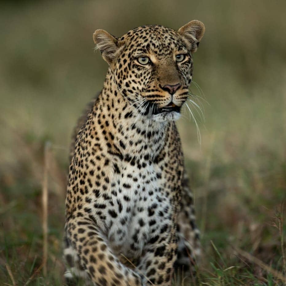 Safaris in Kenya