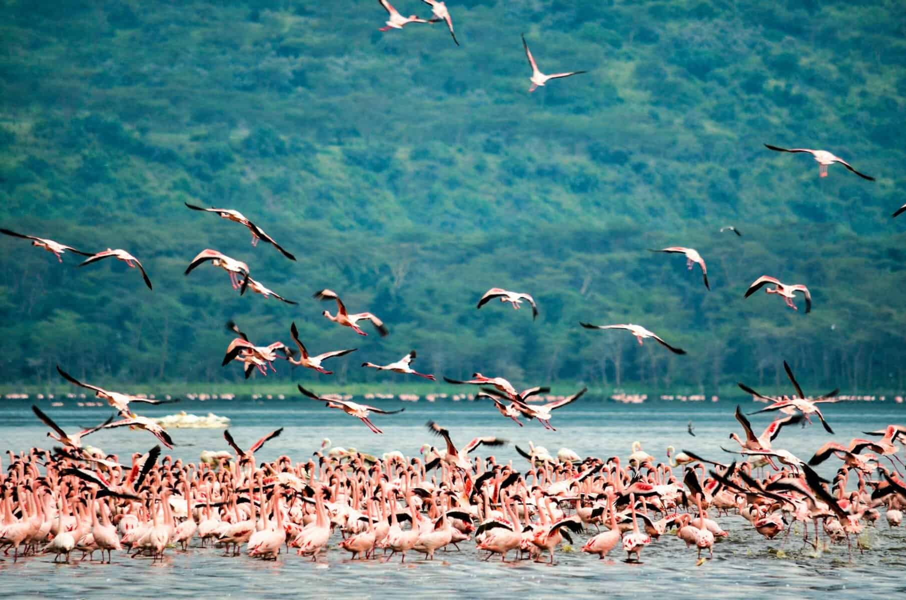 Pink Flamingoes in Lake Nakuru National Park, Kenya