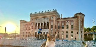 3-Day Sarajevo Itinerary: Culture, History, Nature Cat at the river at sunset in front of Vijećnica in Sarajevo.