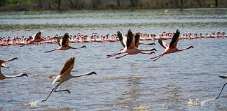 How to Experience Lake Bogoria’s Hot Springs and Flamingos Flamingoes at Lake Bogoria, Kenya