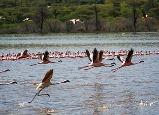 How to Experience Lake Bogoria’s Hot Springs and Flamingos Flamingoes at Lake Bogoria, Kenya