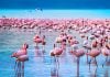 How to Plan the Perfect Day Trip to Lake Nakuru