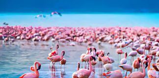 How to Plan the Perfect Day Trip to Lake Nakuru
