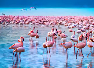 How to Plan the Perfect Day Trip to Lake Nakuru - Category – Kenya
