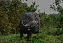 Tsavo East vs Tsavo West National Park: Which One Should You Visit?