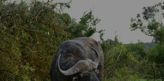 Tsavo East vs Tsavo West National Park: Which One Should You Visit? - Homepage - Travel Dudes