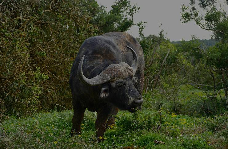 Tsavo East vs Tsavo West National Park: Which One Should You Visit? - Homepage - Travel Dudes