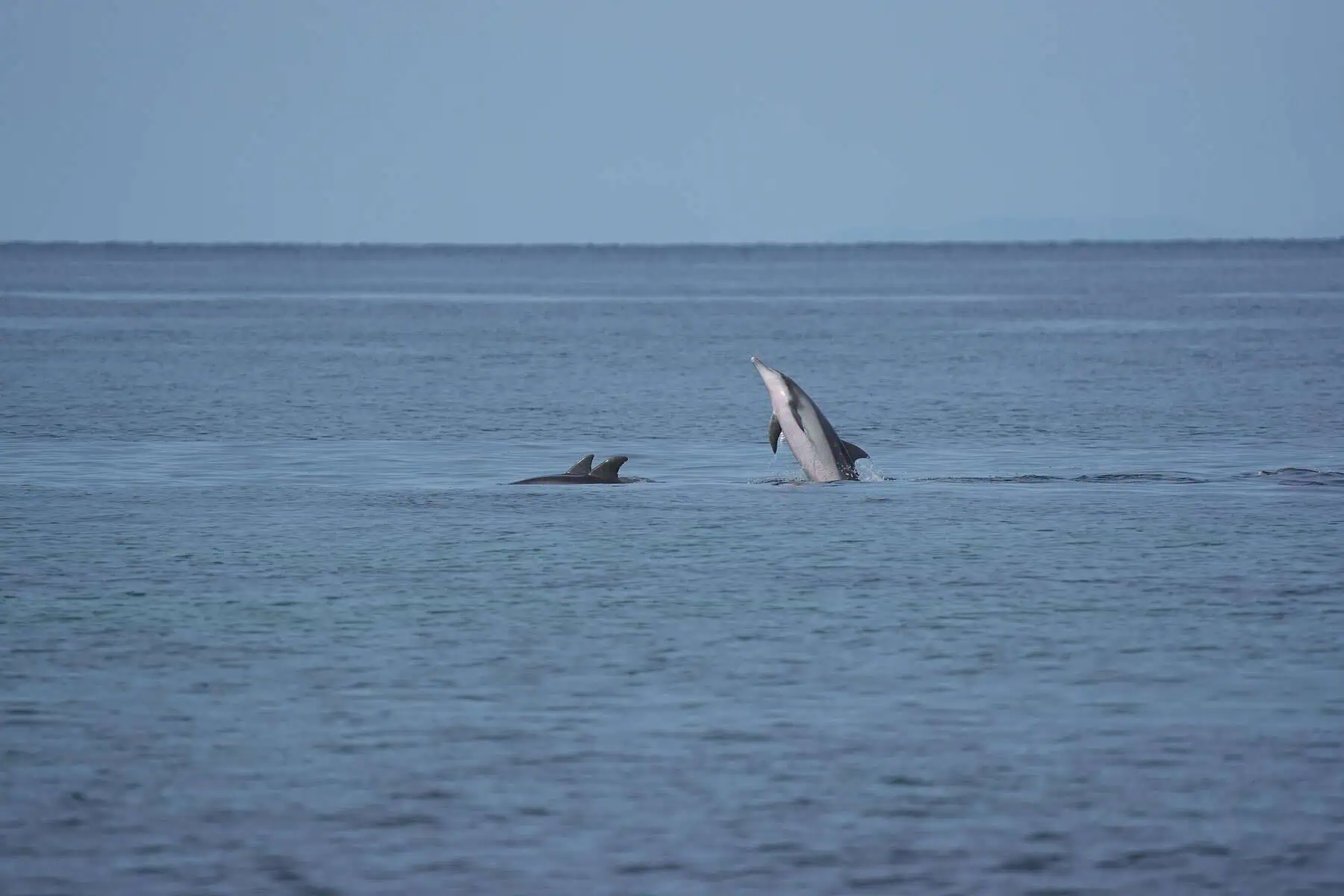 Group of bottlenose dolphins - one jumping.