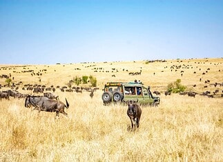 5 Kenyan Safaris You Should Try - Category – Kenya