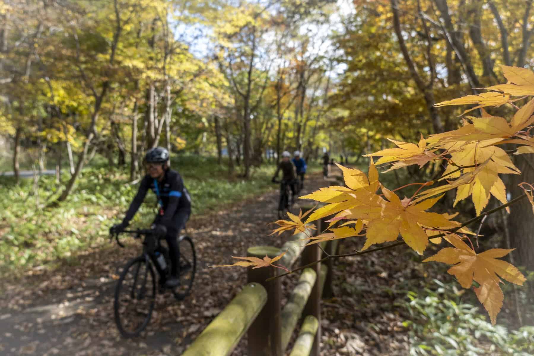 Cycling under Japanese Maple leafs - on Hokkaido in the autumn part of the journey!
