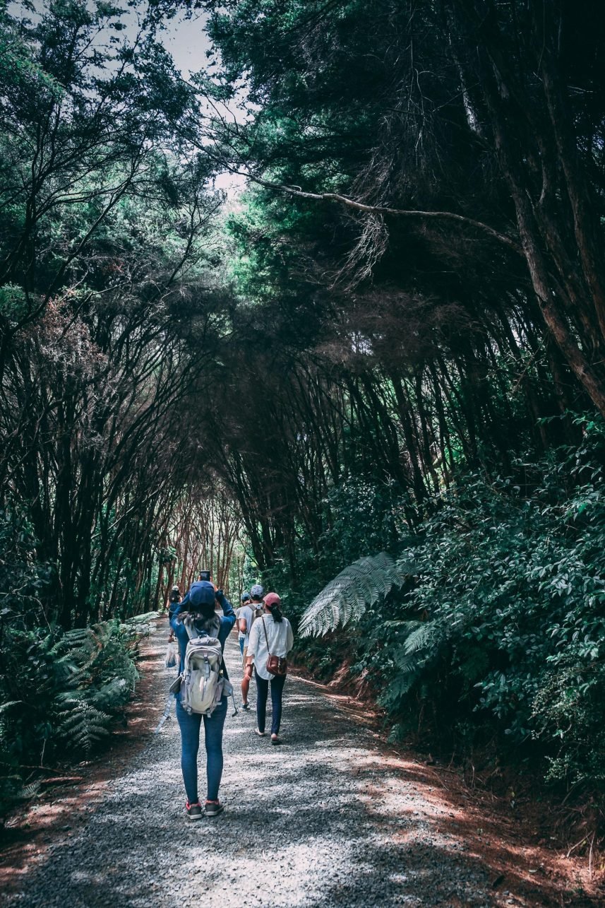 A group of people walking through the forest.