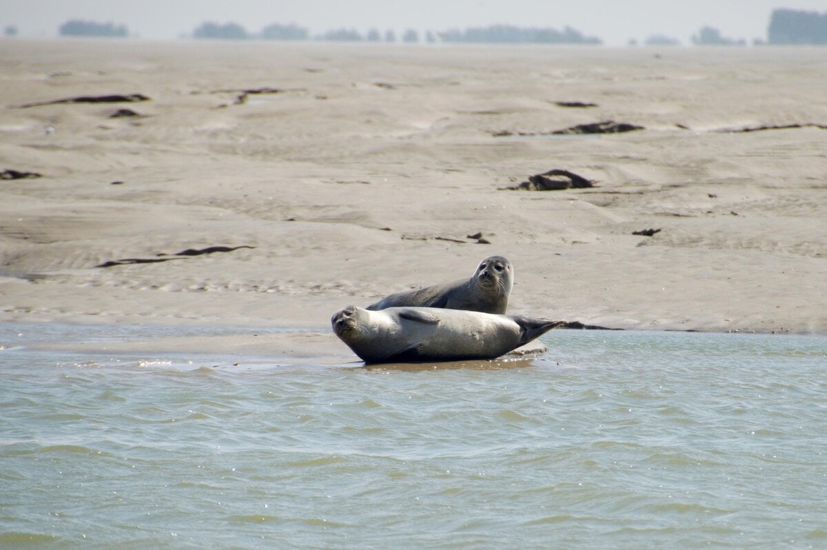Seals at the beach in Calais, France.