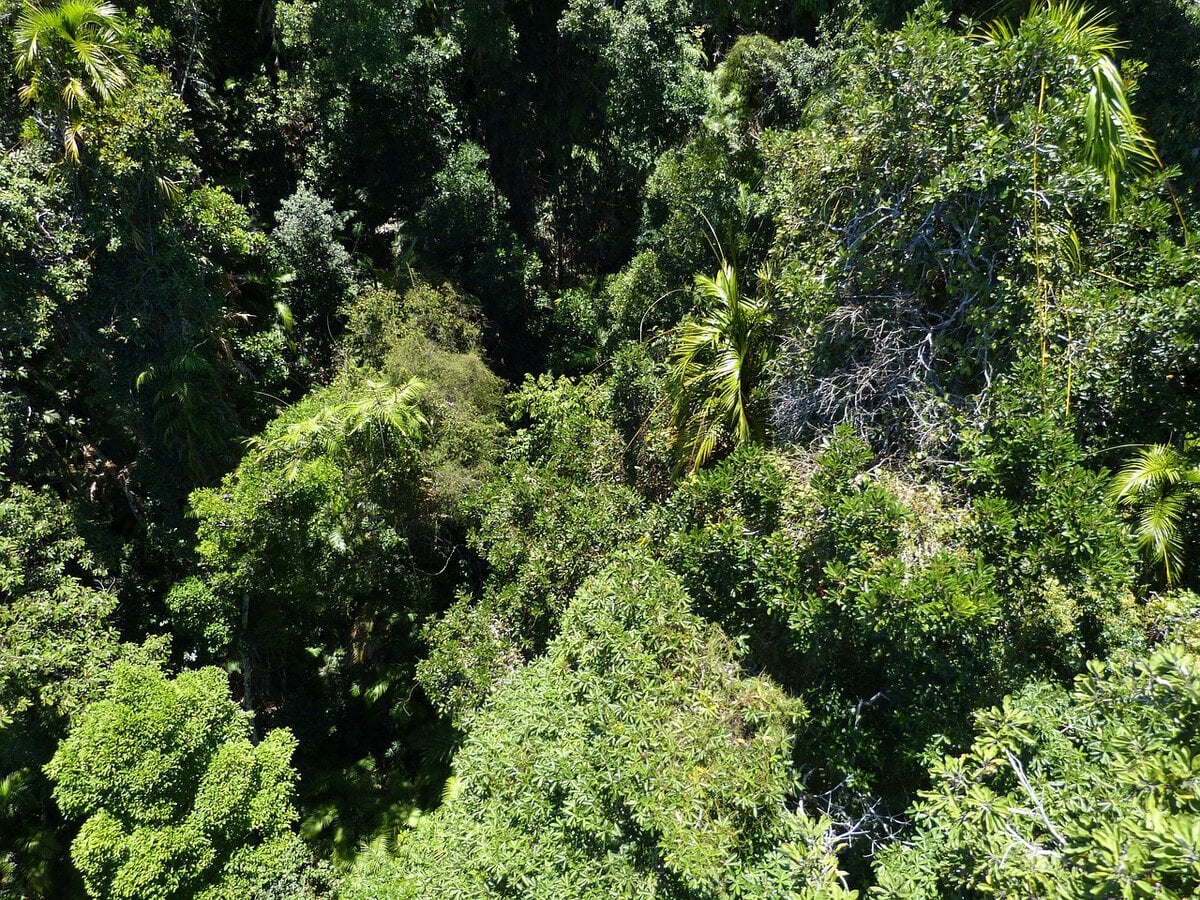 Rainforest in Cairns, Australia.