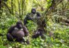 What Gorilla Trekking in the DRC Teaches You About Wilderness Gorilla trekking in the DRC