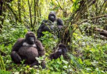 What Gorilla Trekking in the DRC Teaches You About Wilderness Gorilla trekking in the DRC