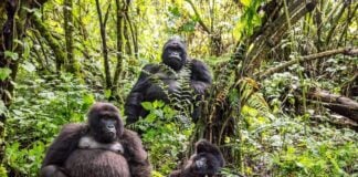 What Gorilla Trekking in the DRC Teaches You About Wilderness Gorilla trekking in the DRC