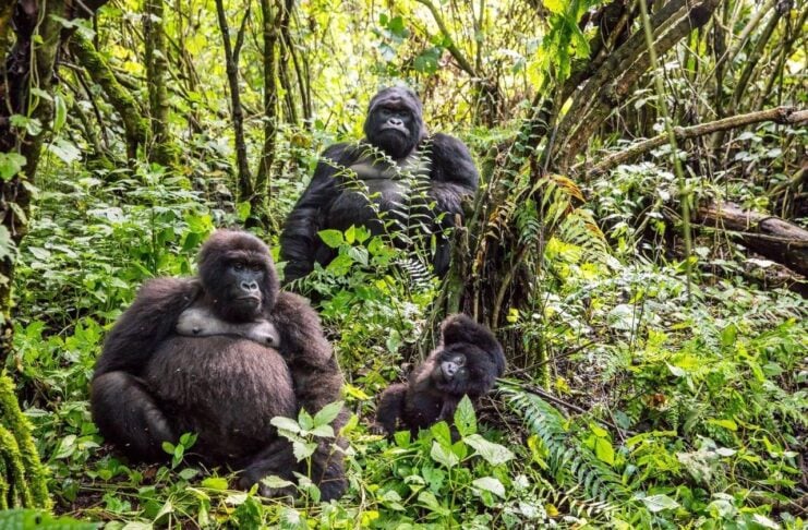 What Gorilla Trekking in the DRC Teaches You About Wilderness Gorilla trekking in the DRC