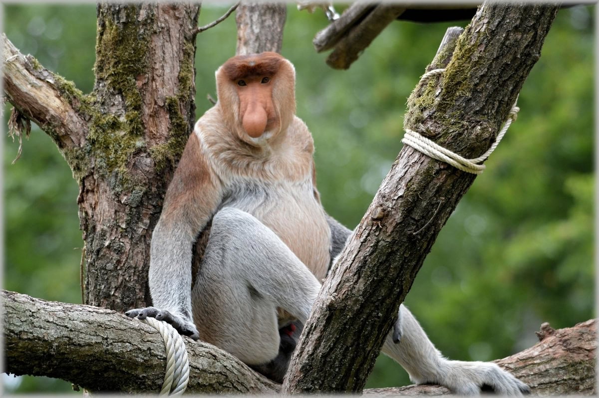 Proboscis Monkey