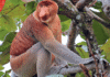 The Kota Kinabalu Day Trip Built Around Waiting for Something Wild Proboscis monkey kota kinabalu