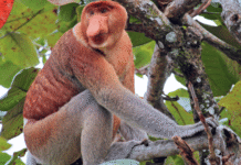 The Kota Kinabalu Day Trip Built Around Waiting for Something Wild Proboscis monkey kota kinabalu