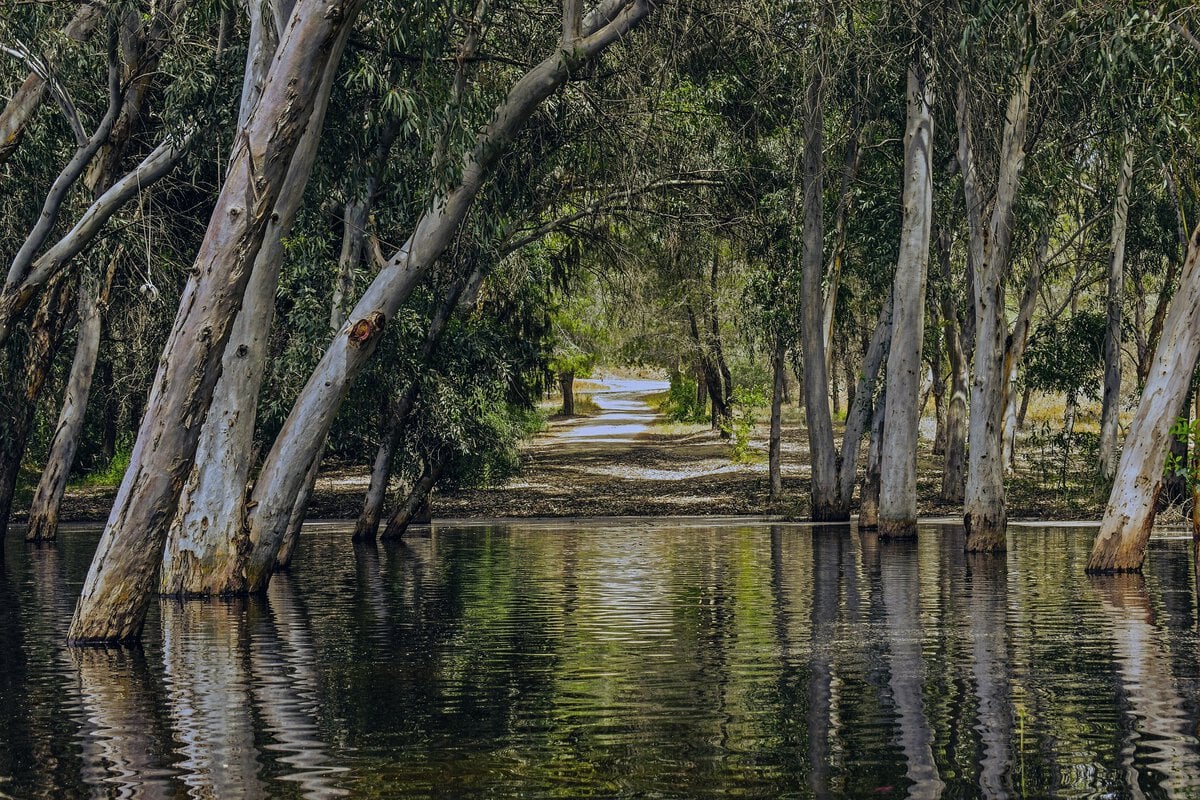 - Camping in Cyprus by Campervan: Rules, Campsites, and Life on the Road Lake in a park with trees - Cyprus.