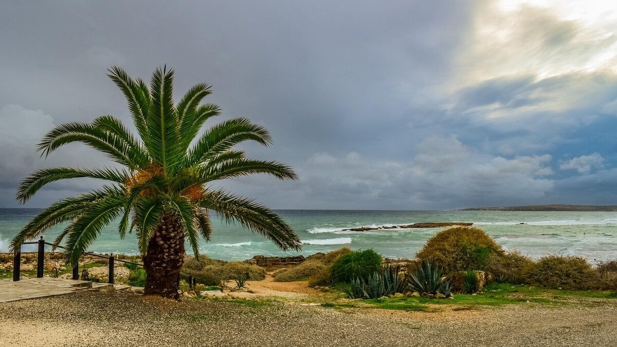 - Camping in Cyprus by Campervan: Rules, Campsites, and Life on the Road Palm tree at the beach in Cyprus.