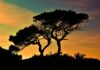 Camping in Cyprus by Campervan: Rules, Campsites, and Life on the Road Silhouette of trees at sunset in Cyprus.