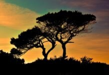 Camping in Cyprus by Campervan: Rules, Campsites, and Life on the Road Silhouette of trees at sunset in Cyprus.