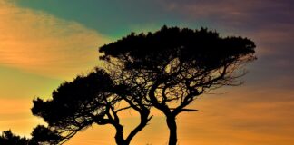 Camping in Cyprus by Campervan: Rules, Campsites, and Life on the Road Silhouette of trees at sunset in Cyprus.