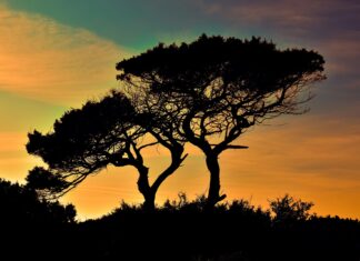Camping in Cyprus by Campervan: Rules, Campsites, and Life on the Road Silhouette of trees at sunset in Cyprus.