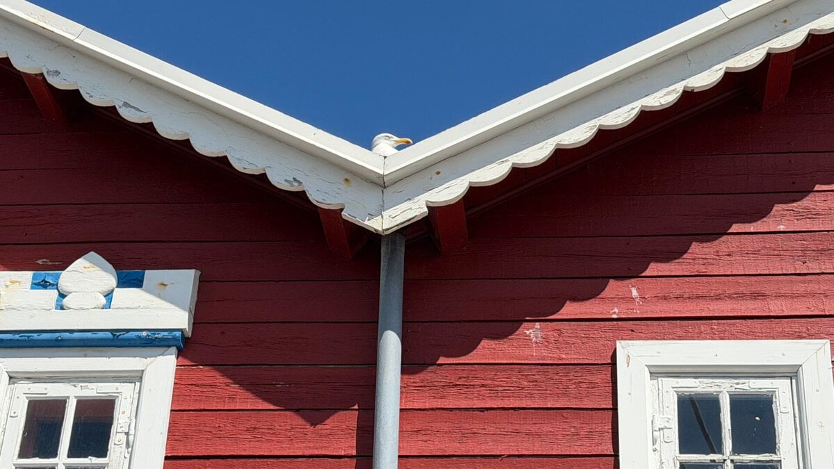 - The North Jutland Road Trip That Ends Where Two Seas Collide A seagull on a roof at the harbor in Skagen, North Jutland, Denmark.