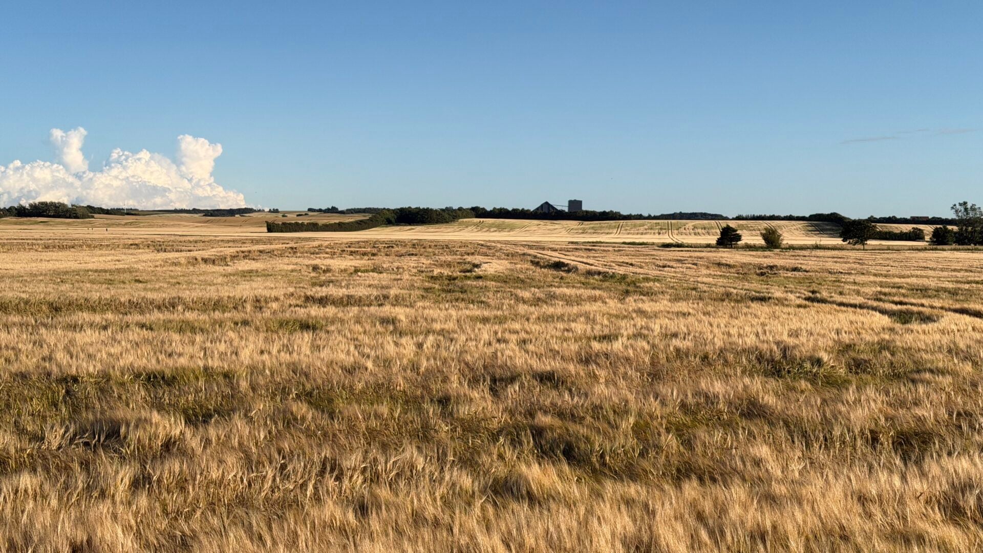 - The North Jutland Road Trip That Ends Where Two Seas Collide Corn fields close to Tversted, North Jutland, Denmark.