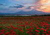 Seven Days in Armenia, Where the Past Is Still in Everyday Use Mount Ararat with poppy field.