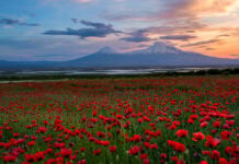 Seven Days in Armenia, Where the Past Is Still in Everyday Use Mount Ararat with poppy field.